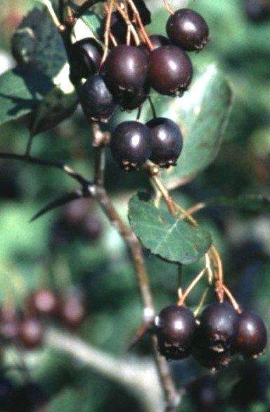 hawthorn+fruits.jpg