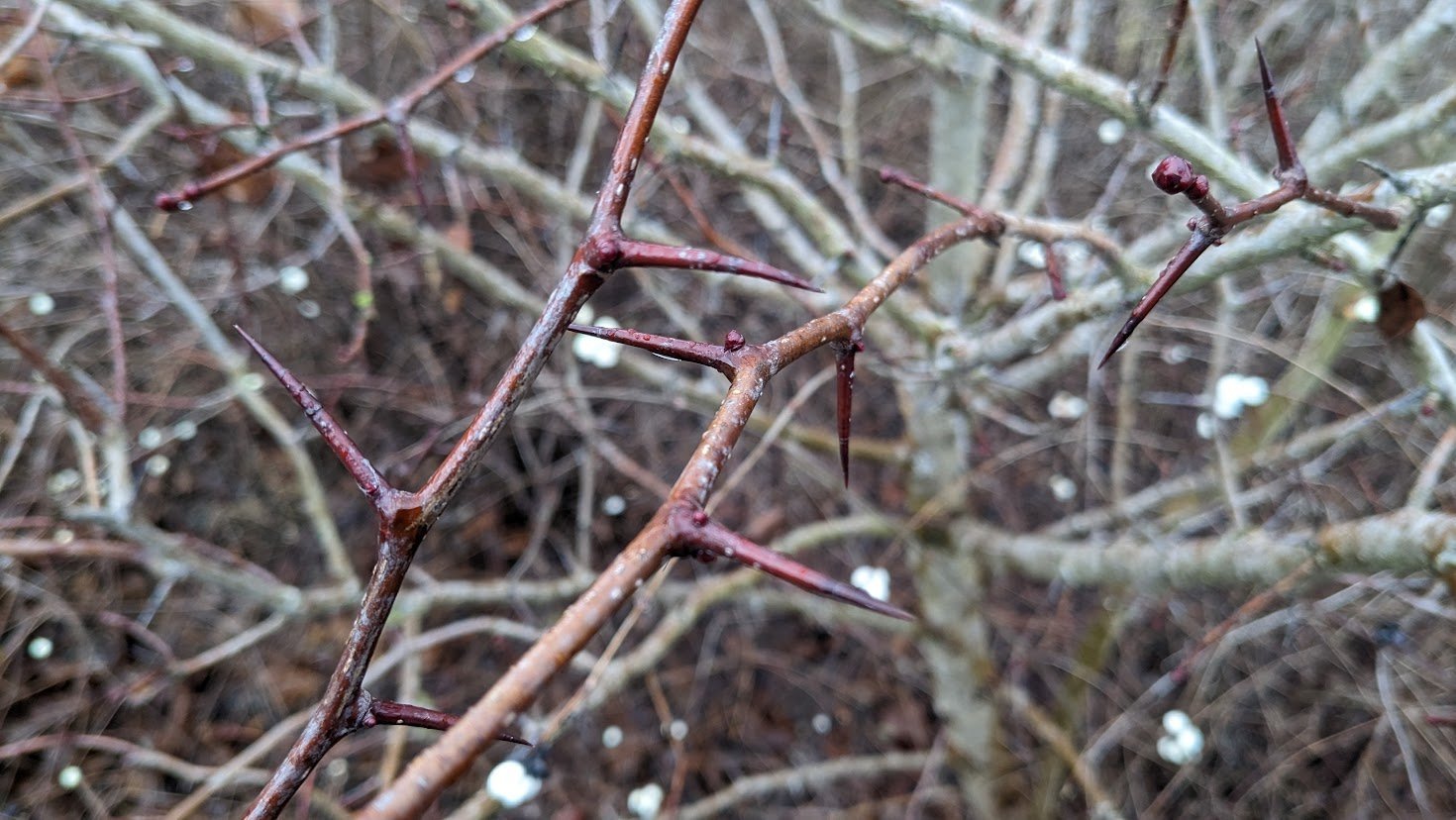 Crataegus+thorns.jpg