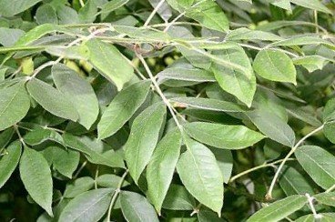 Fraxinus_latifolia_image54.jpg