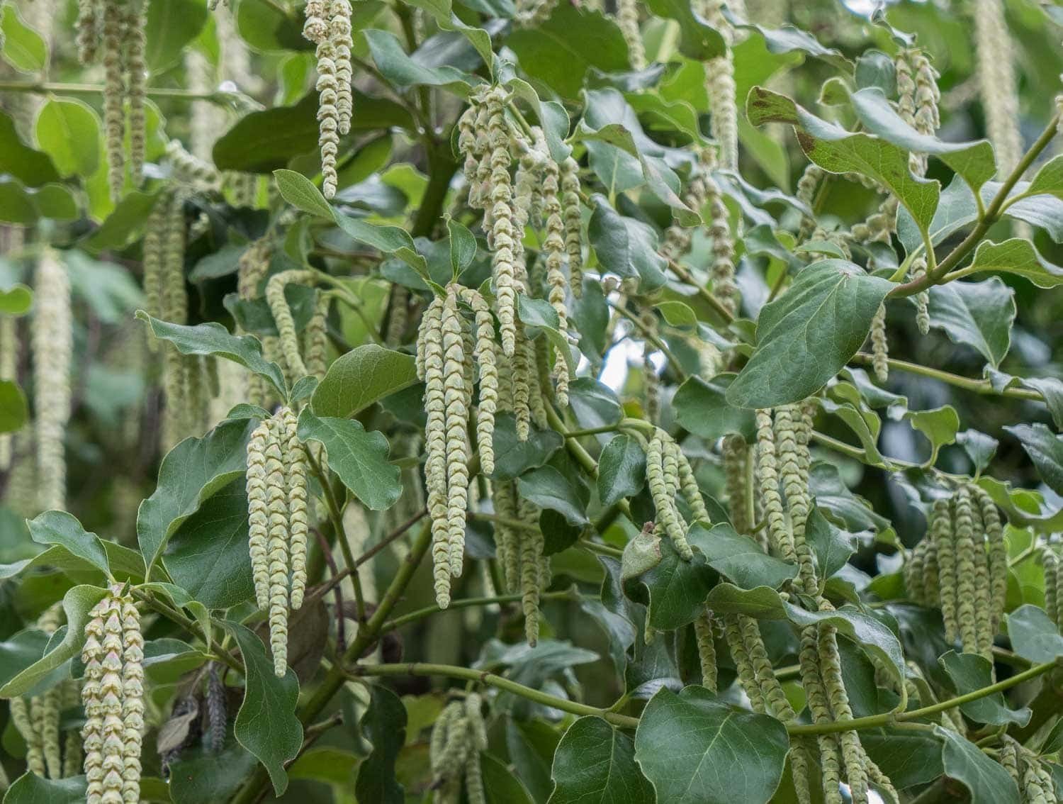 Hello-Hello-Plants-Campbellfield-Melbourne-Victoria-Australia-Garrya-Elliptica-Silk-Tassel-Bush-2.jpg