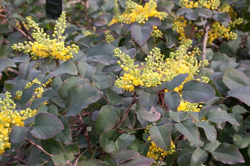 1024px-Berberis_repens_%27rotundifolia%27.jpg