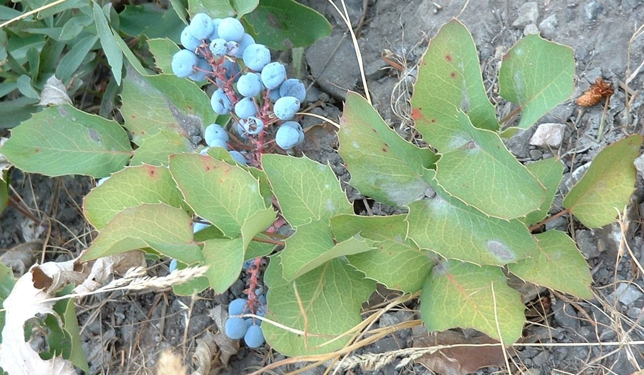1280px-MahoniaRepensBerriesUtah.jpg