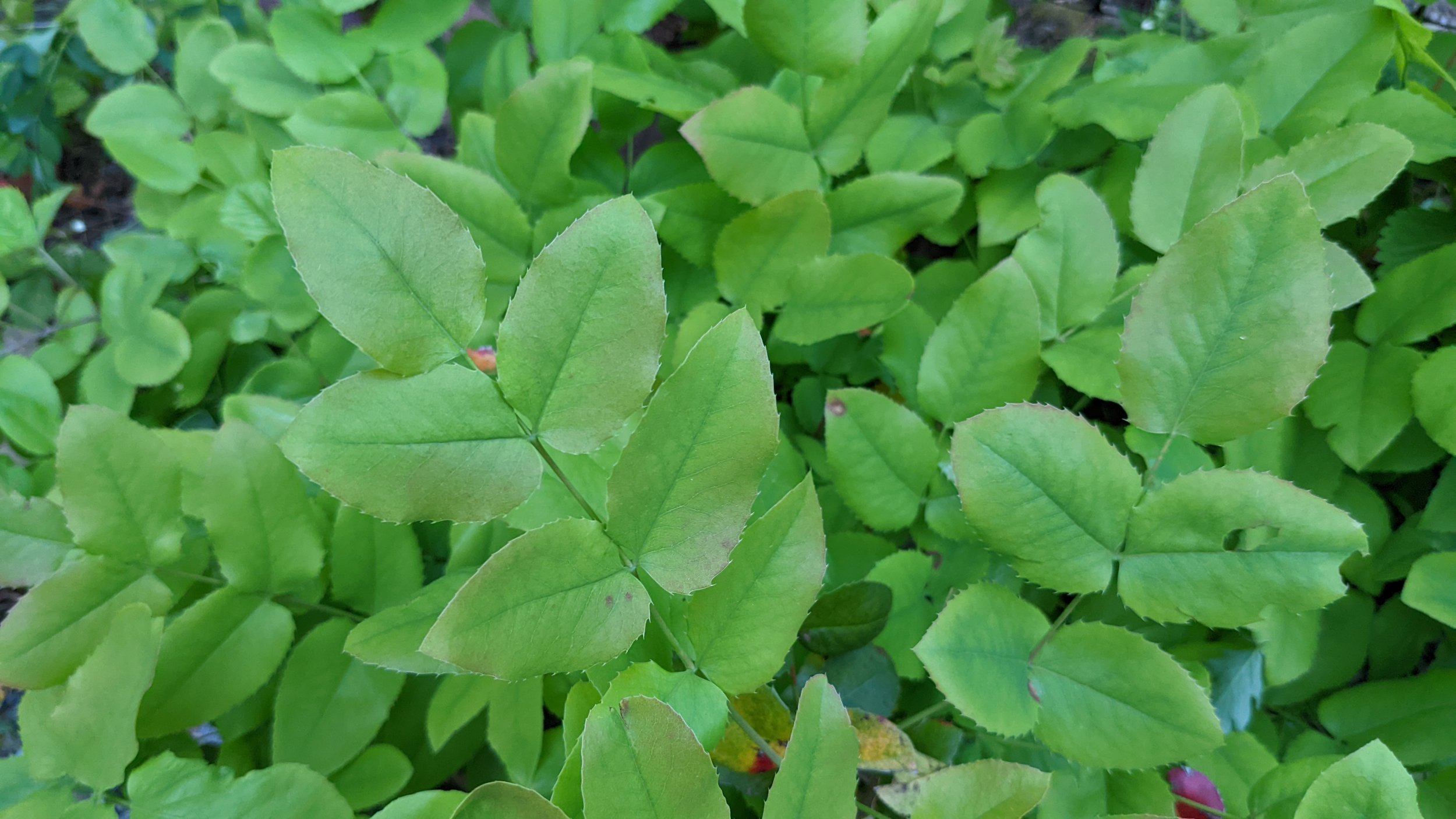 Mahonia+repens+foliage.jpg