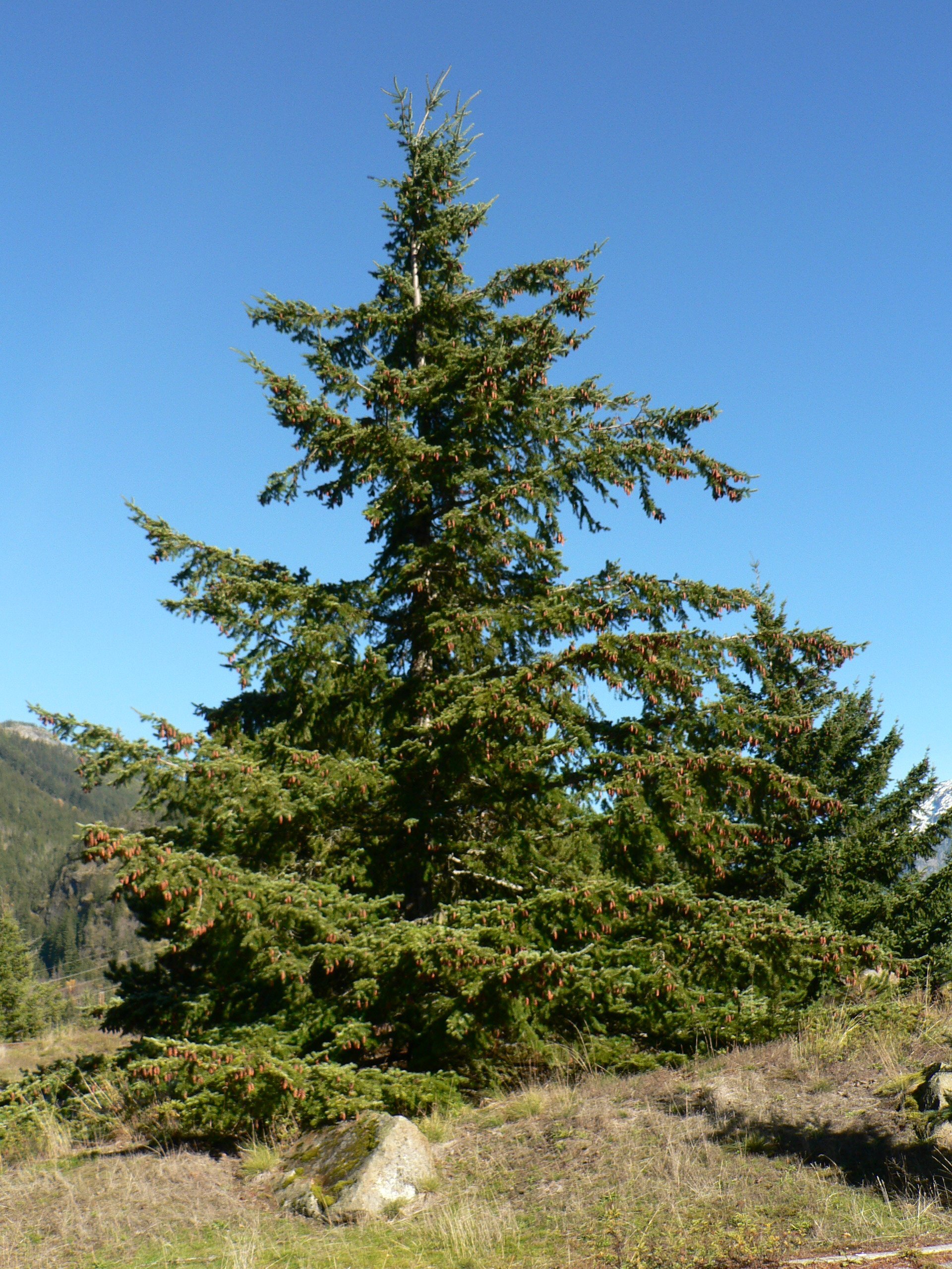 Pseudotsuga_menziesii_28021.jpg
