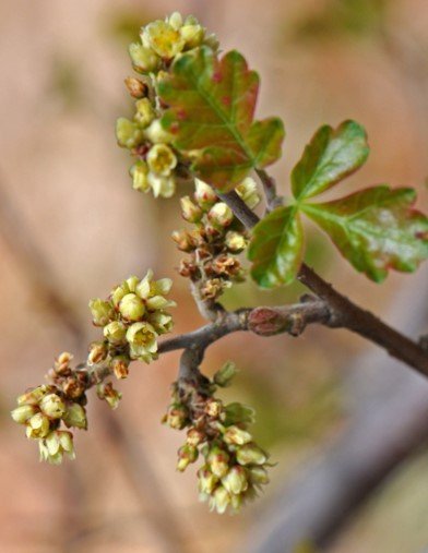 rhus+trilobata+flower.jpg