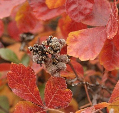 rhus+fall+color.jpg