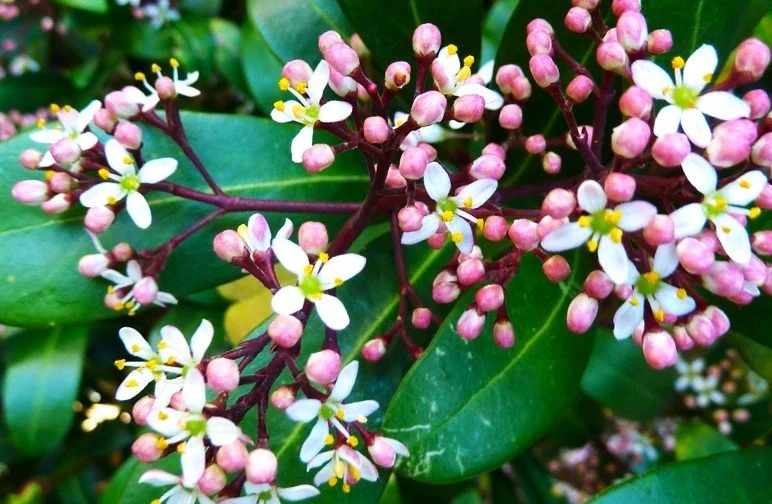 Skimmia japonica (Japanese Skimmia)  Native Plant Salvage Foundation