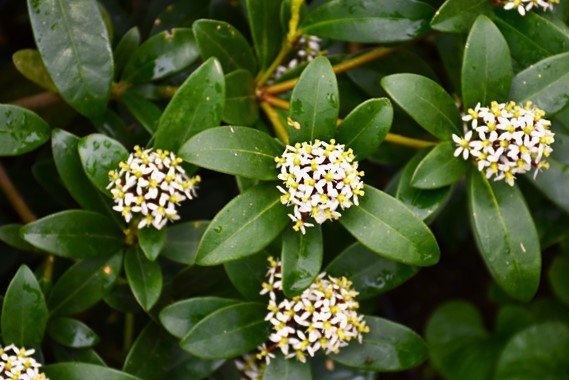 skimmia+flowers+close.jpg