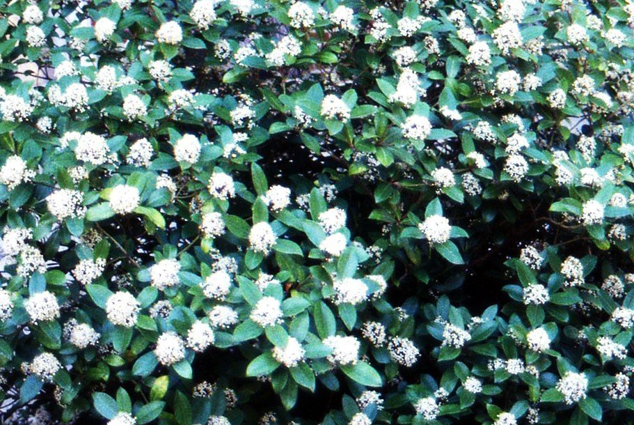 skimmia+flowers.jpg