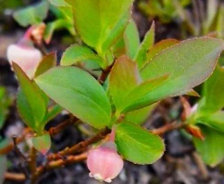 Vaccinium_membranaceum+%281%29.jpg