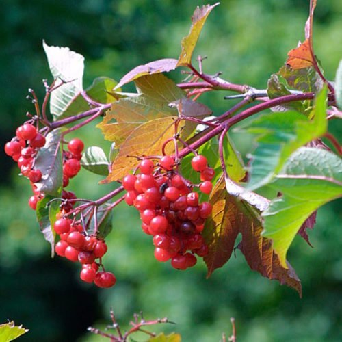 viburnumtrilobum_mg_2_lg-main-500x500.jpg