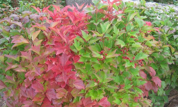 cranberrybush750.jpg