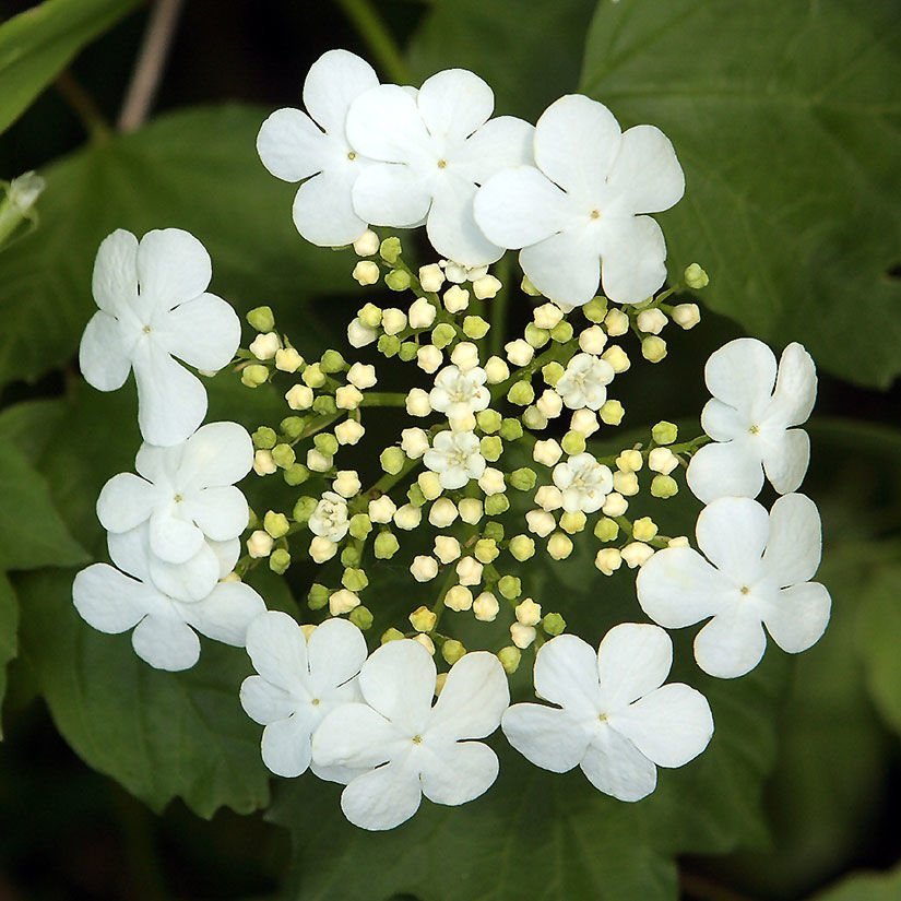 0000770_american-cranberrybush-viburnum.jpg
