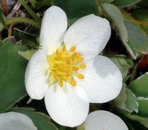 Fragaria virginiana (Blueleaf or Alpine Strawberry)  Native Plant Salvage  Foundation