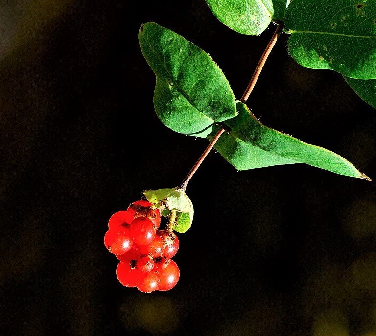 lonicera+hispidula+fruit+%282%29.jpg