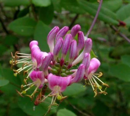 Lonicera hispidula (Hairy Pink Honeysuckle)  Native Plant Salvage  Foundation