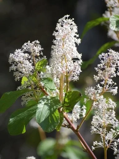 Ceanothus sanguineus (Red Stem Ceanothus)