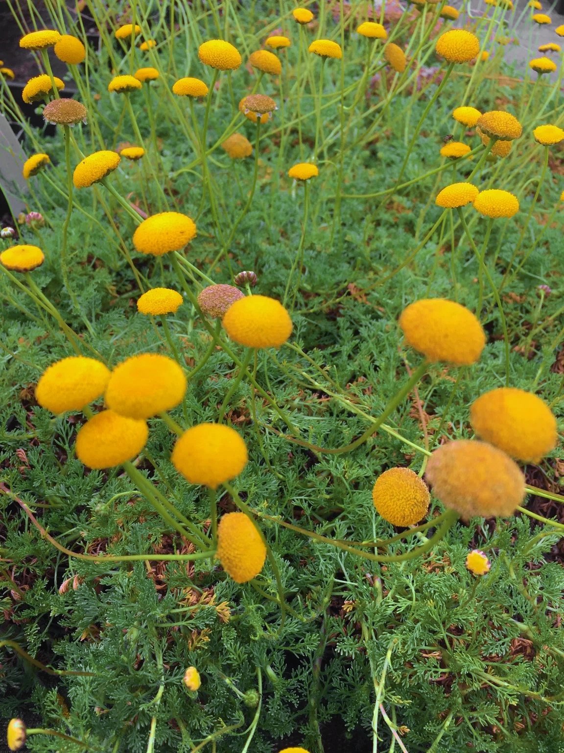 Cotula 'Tiffindell Gold' (Creeping Gold Buttons) 4"