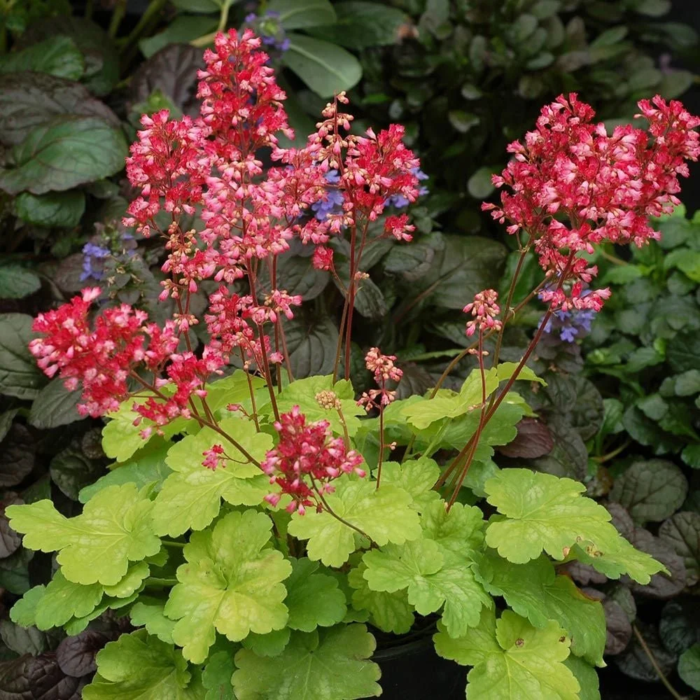 Heuchera 'Little Cutie Sweet Tart' (Sweet Tart Coral Bells) 1 qt