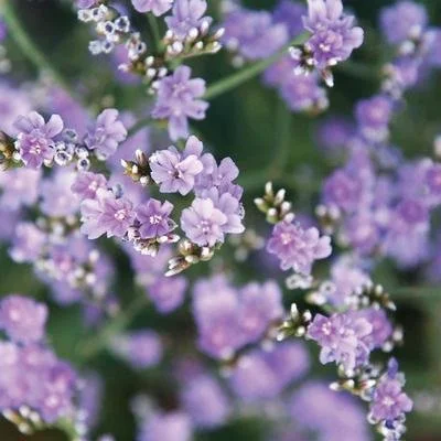 Limonium latifolium 'Blue Diamond' (Blue Diamond Sea Lavender)