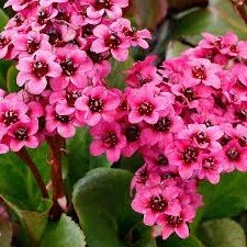 Bergenia cordifolia 'Vintage Pink' (Vintage Pink Bergenia) 1 gal
