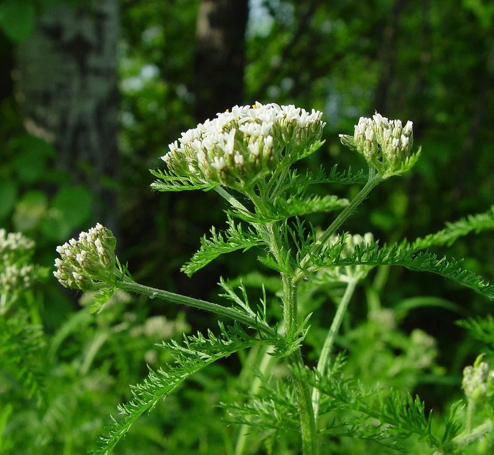 achillea-millefolium-lanulosa-ha-ahaines-a.jpg