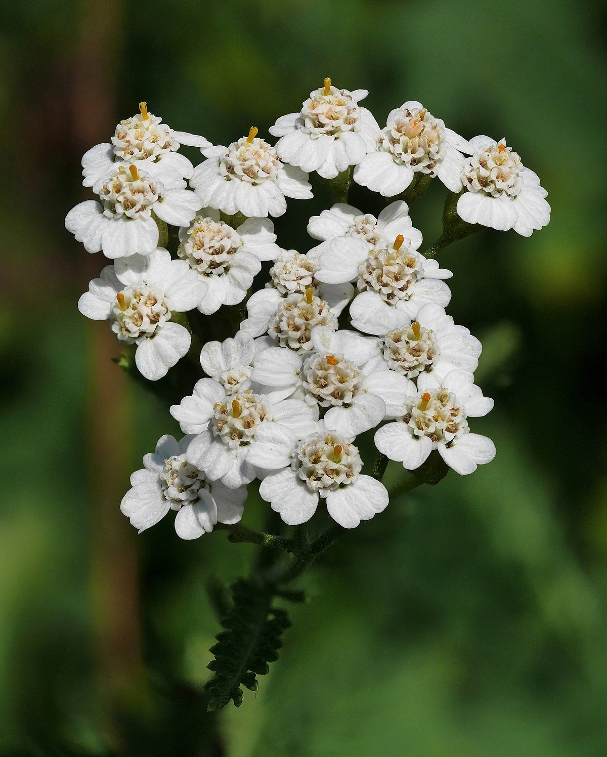 Yarrow_%28Achillea_millefolium%29.jpg