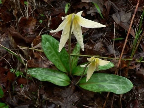 Erythronium_oregonum_image53.jpg