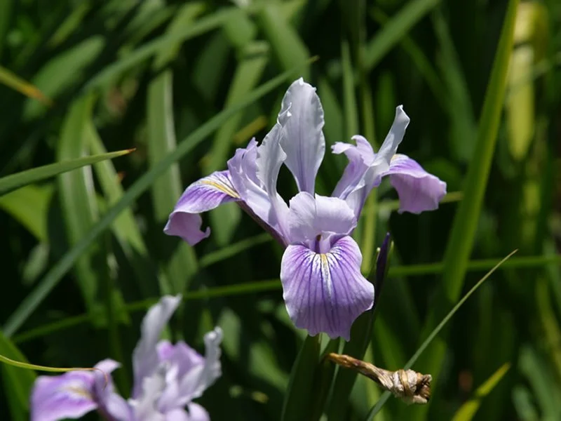iris_douglasiana_10_lg.jpg
