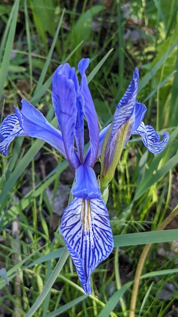 iris+setosa3.jpg