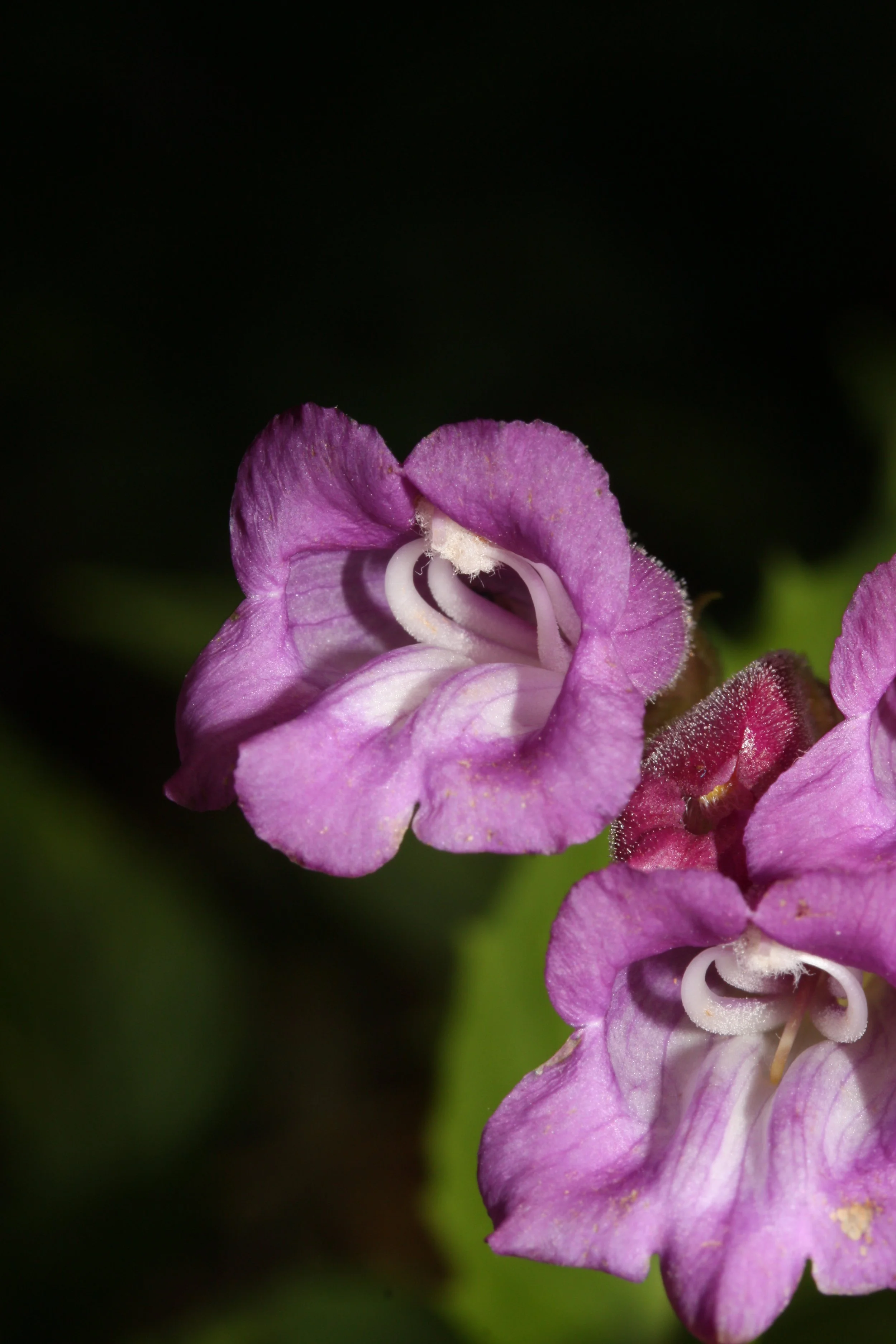 Nothochelone_nemorosa_0948.jpg (Copy)