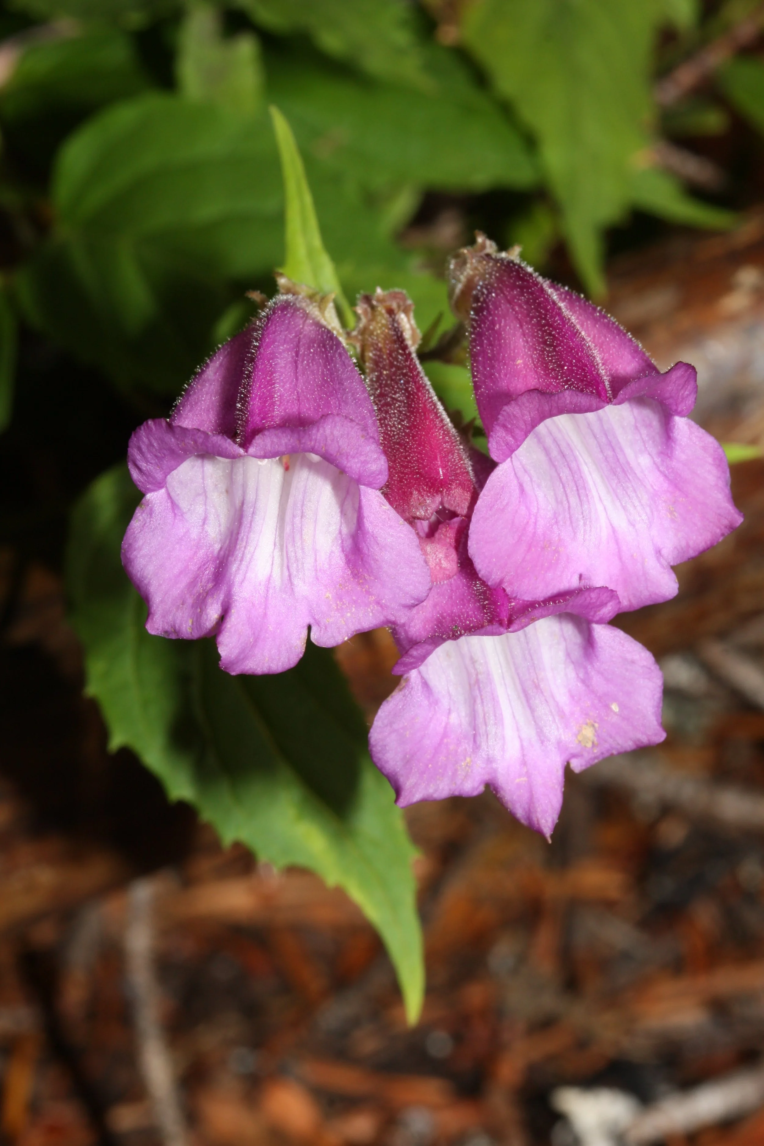Nothochelone_nemorosa_0951.jpg (Copy)