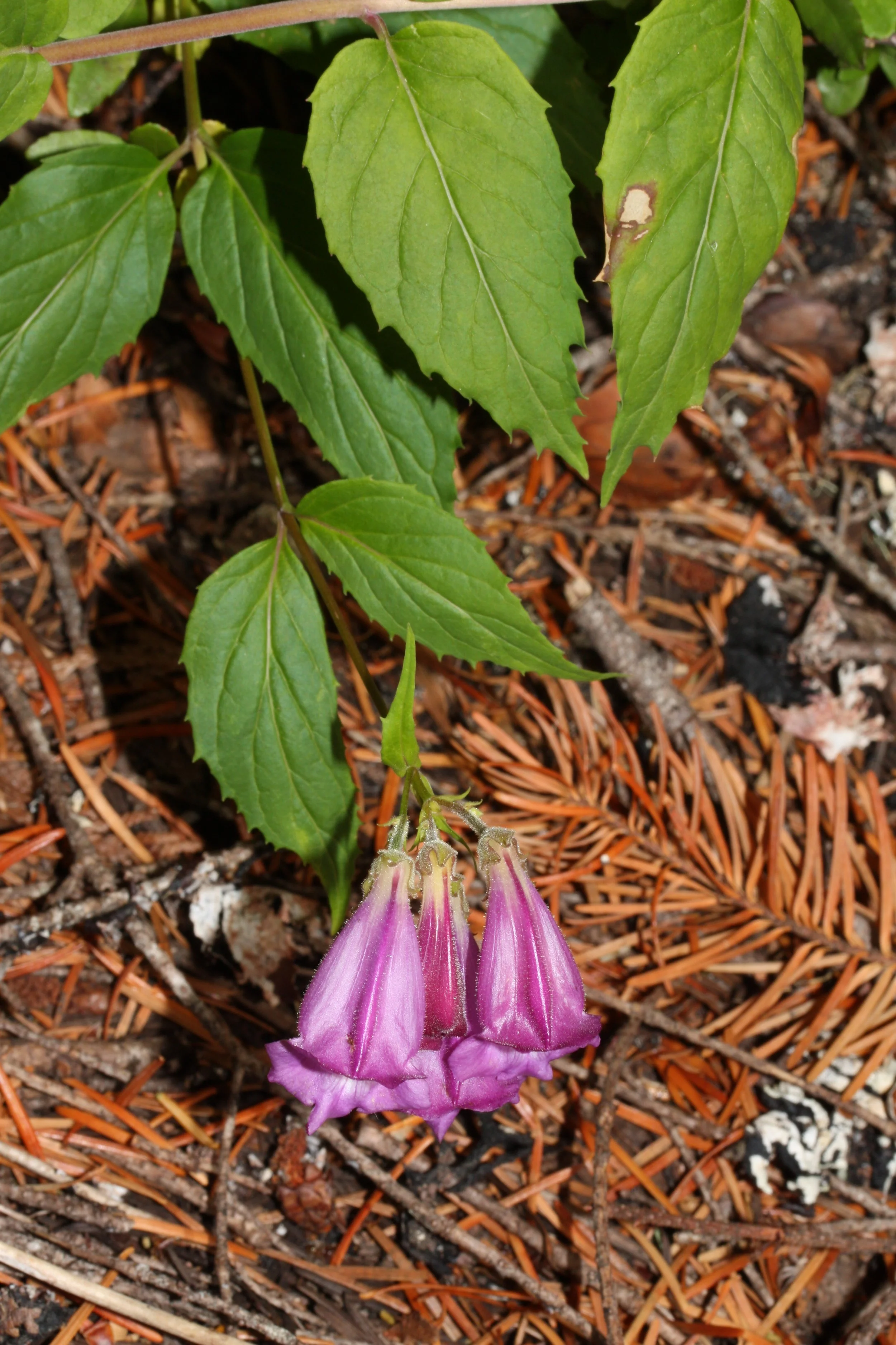 Nothochelone_nemorosa_0945.jpg (Copy)