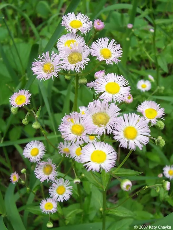 philadelphia-fleabane-100_7075.jpg (Copy)