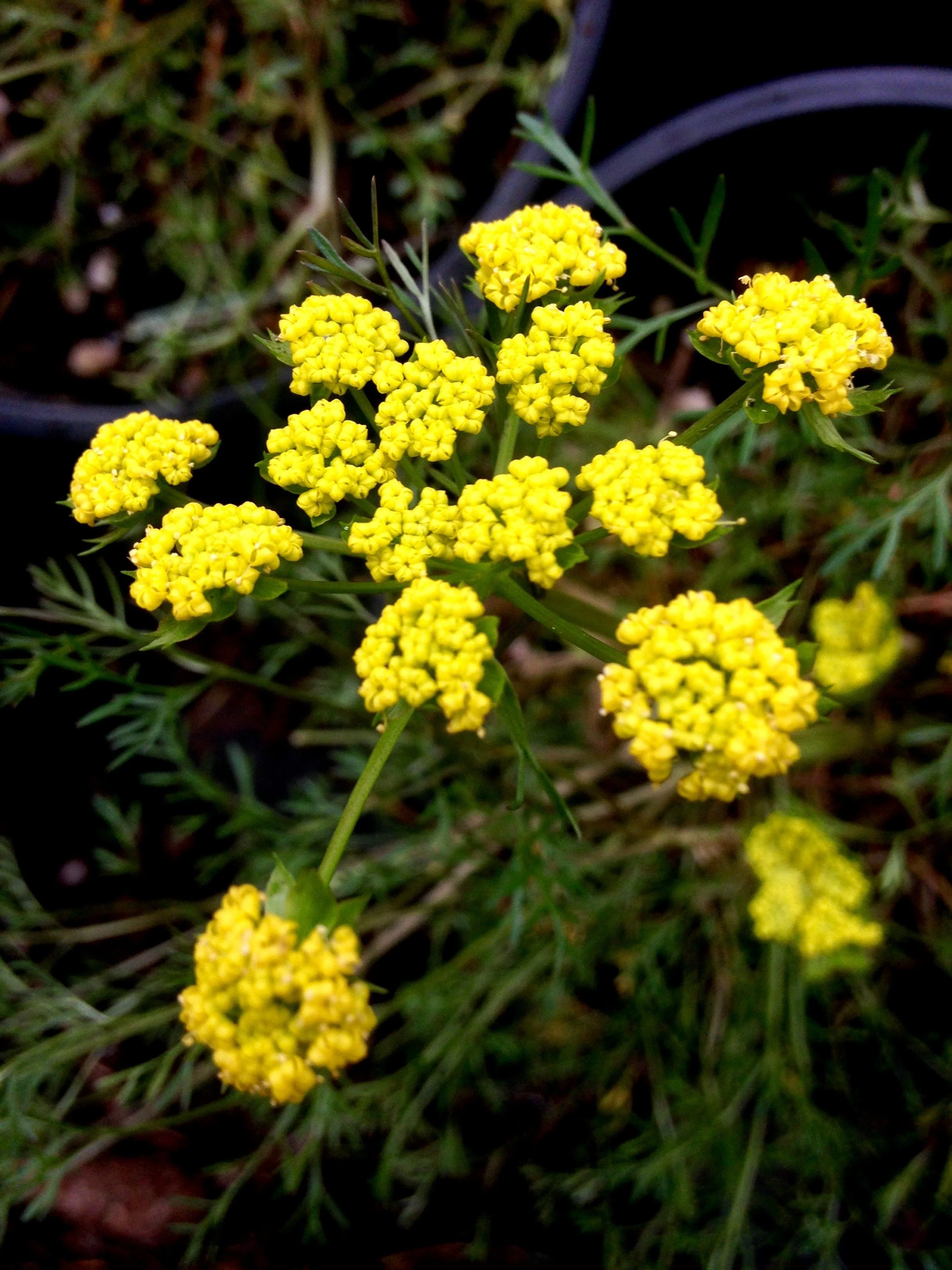 Lomatium%2Butriculatum%2BCommon%2BLomatium.jpg (Copy)