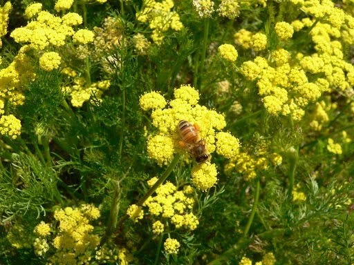 lomatium.jpg (Copy)