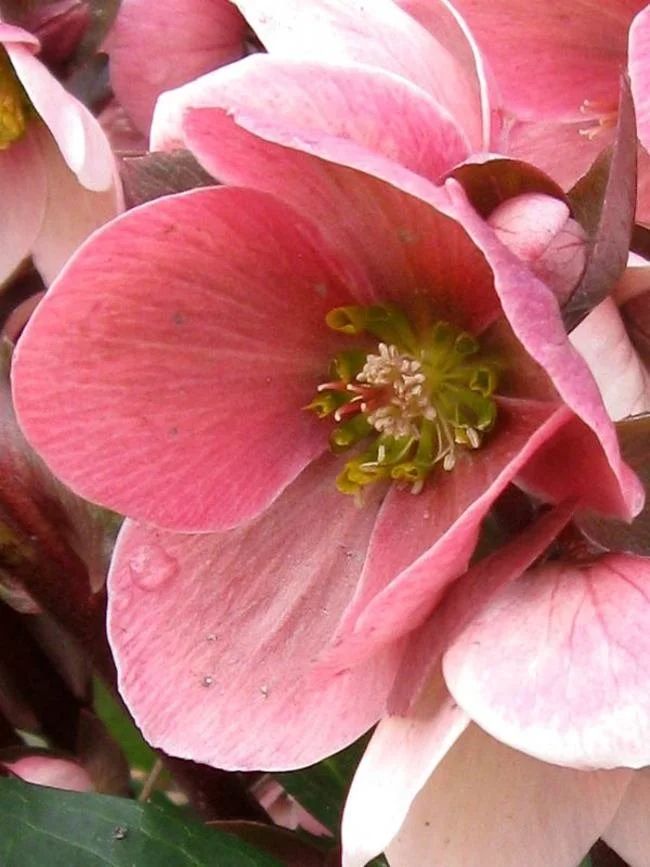 Helleborus 'Pink Frost' (Pink Frost Hellebore) 1 qt