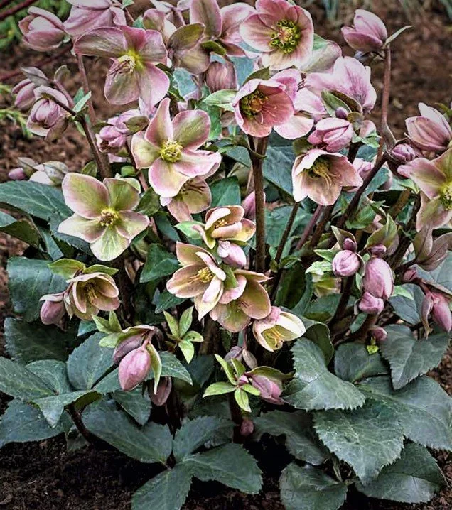 hellebore+pink+frost+%282%29.jpg