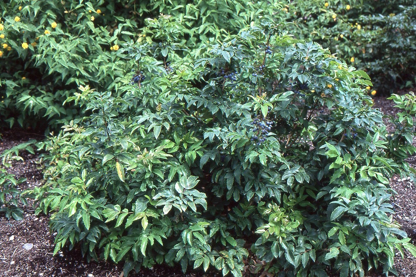 maaqc257A.jpg