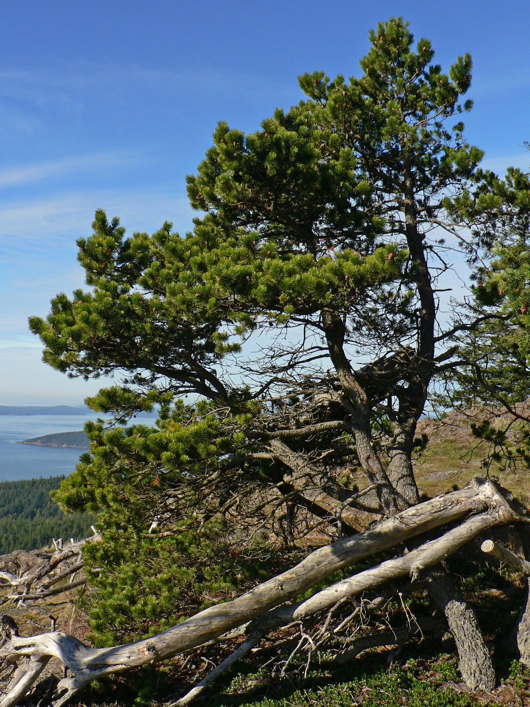 Pinus_contorta_28263.jpg