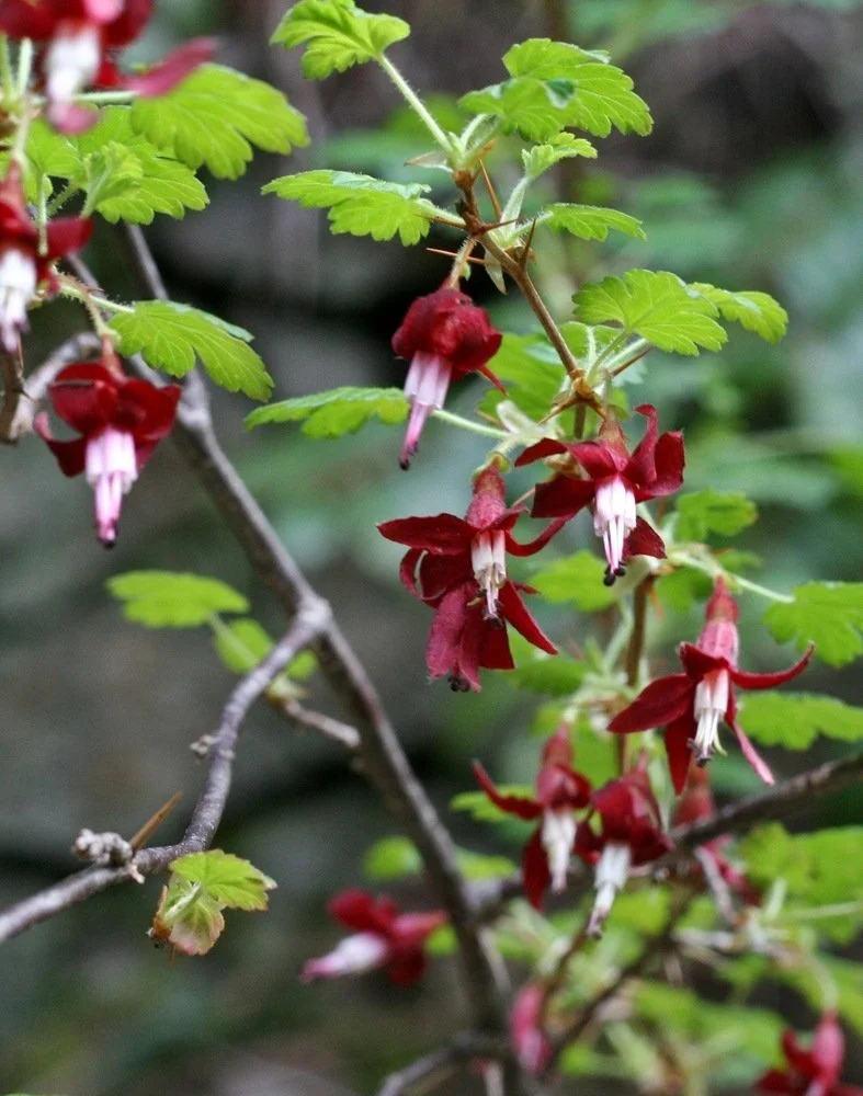 Ribes_divaricatum_jko0627010.jpg