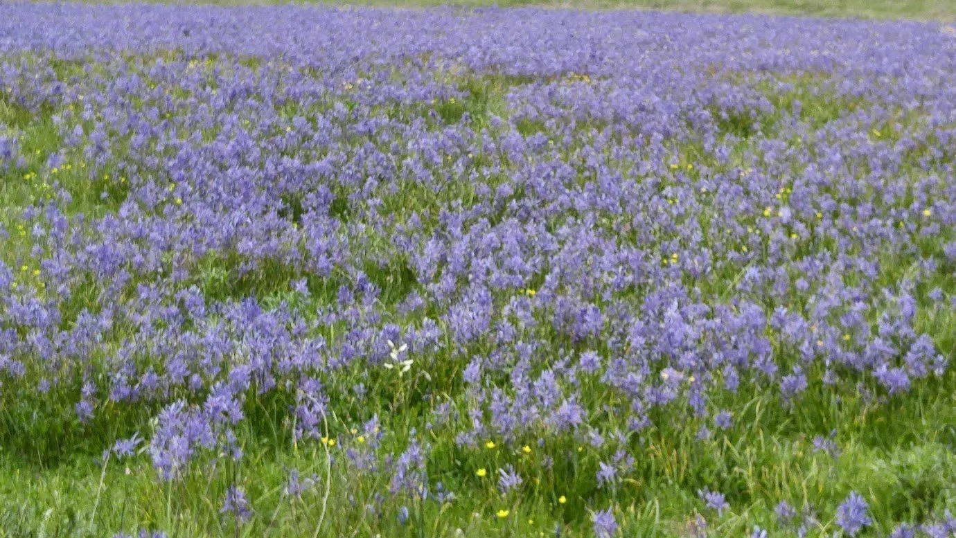 camas+field.jpg