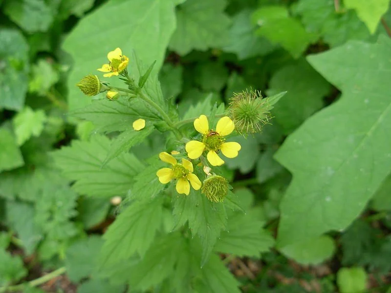 800px-Geum_macrophyllum_%282615073237%29.jpg