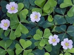 download+%281%29.jfif