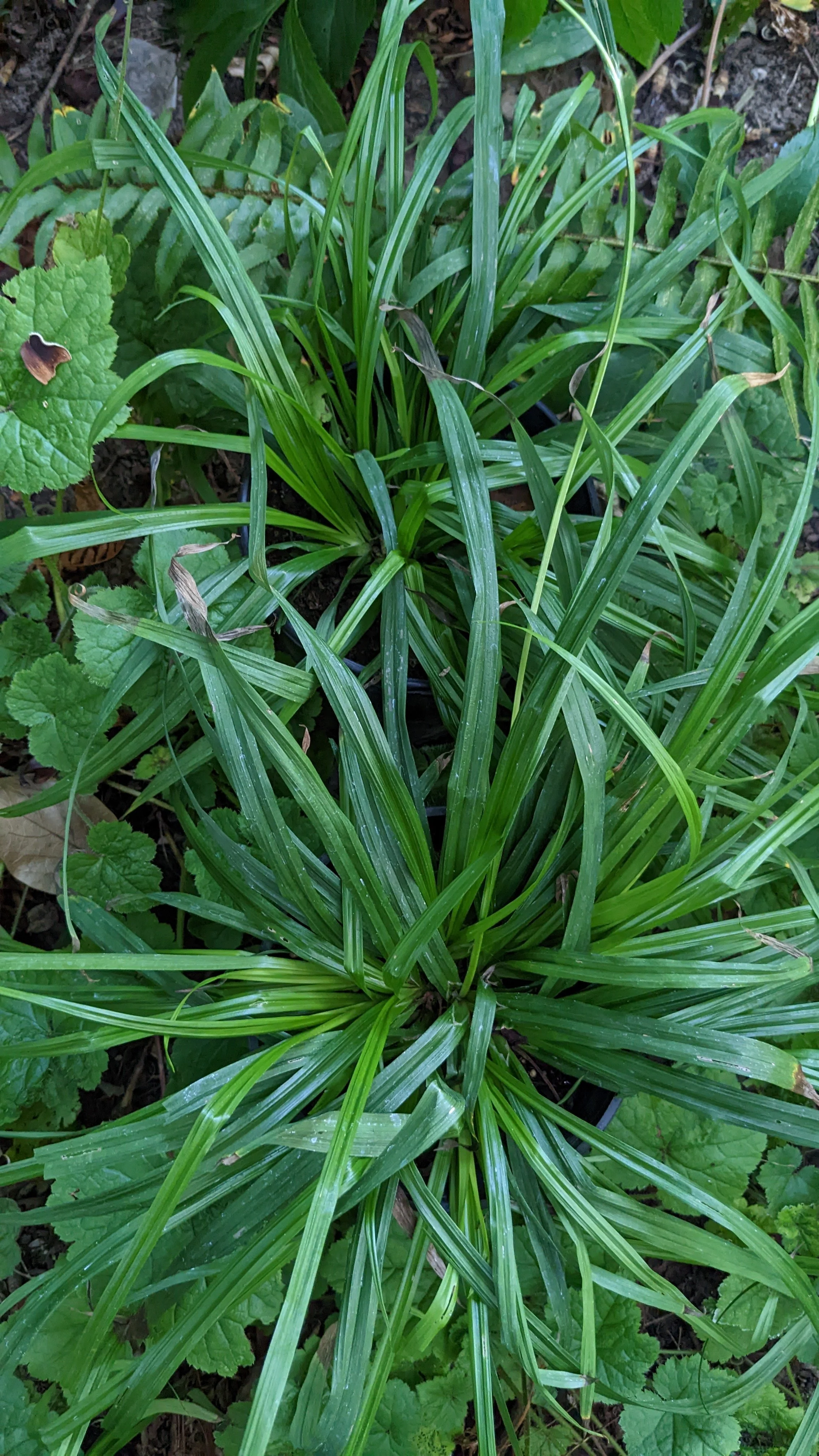 Carex+hendersonii+eg+photo.jpg (Copy)