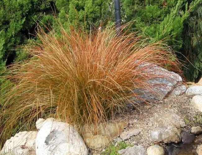 Sedge-Orange-or-Carex-testacea-Bog-Plant.jpg