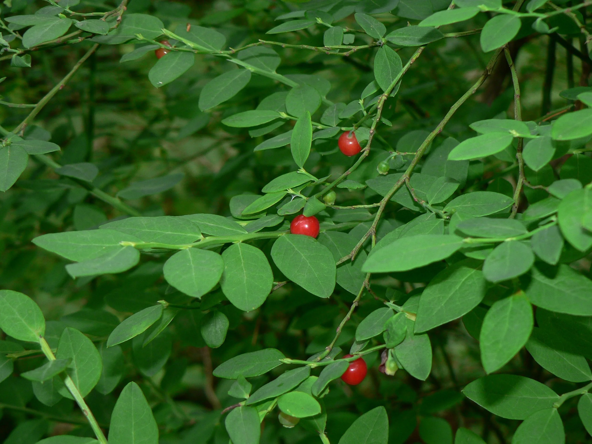 Vaccinium_parvifolium_14911.jpg