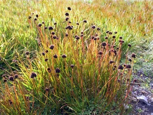 Juncus_ensifolius_image1.jpg