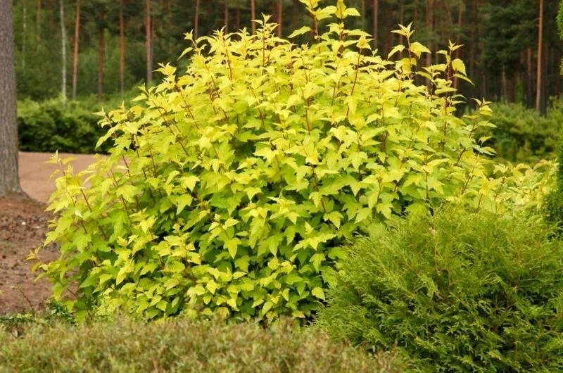 Ninebark-Nugget.jpg