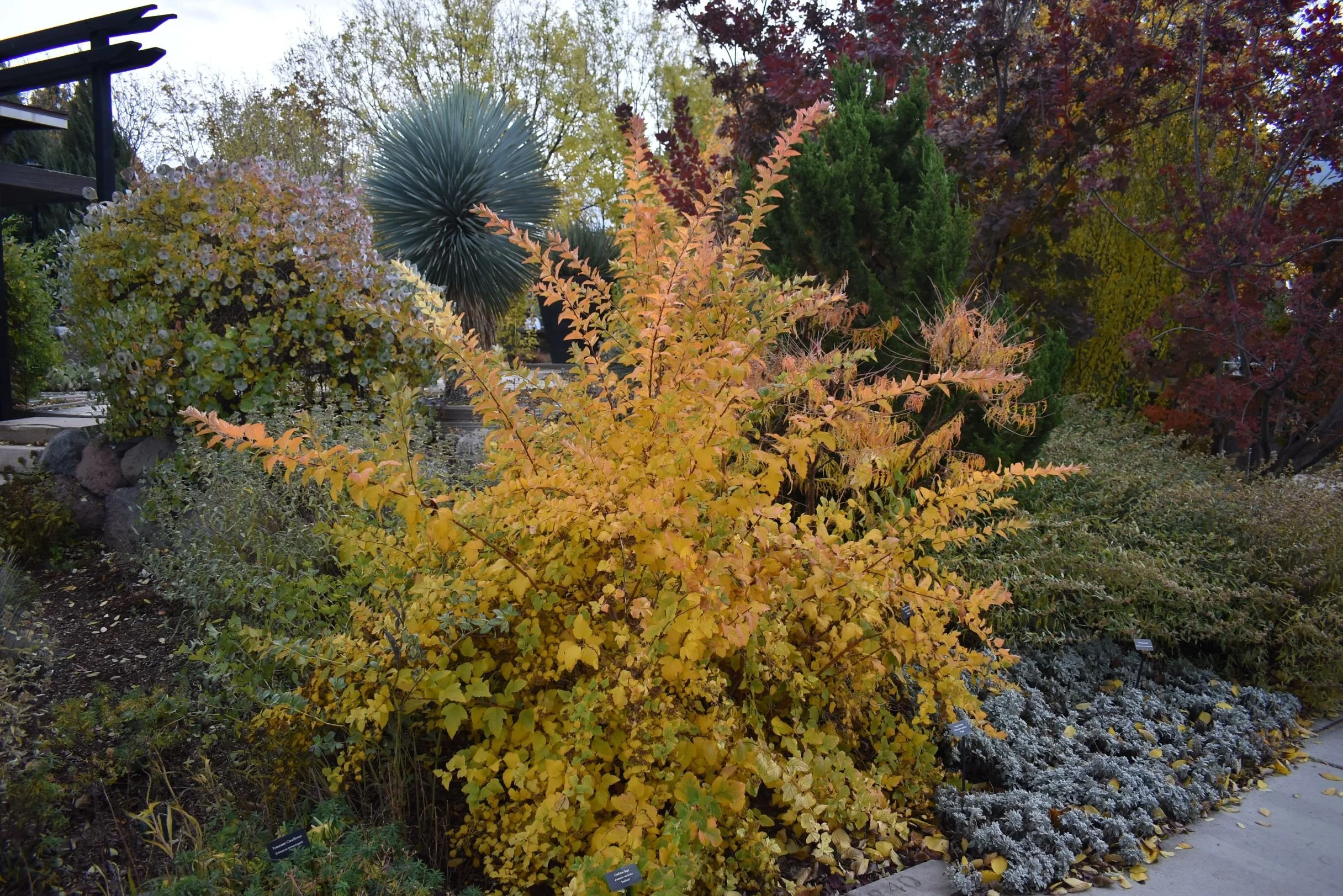 Physocarpus-opulifolius-Nugget---Nugget-Ninebark.jpg